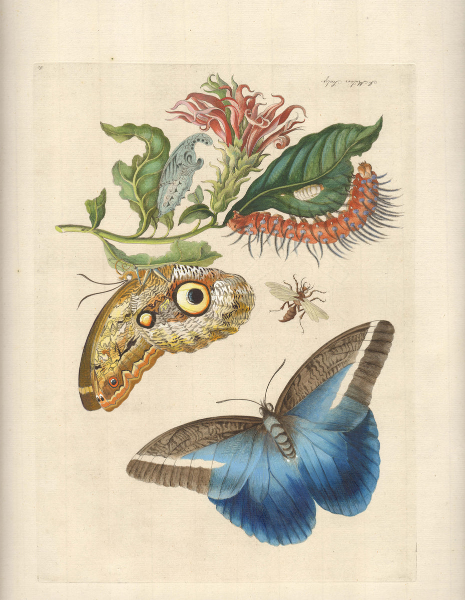 Butterflies & Insects – The Antiquarium Antique Maps 