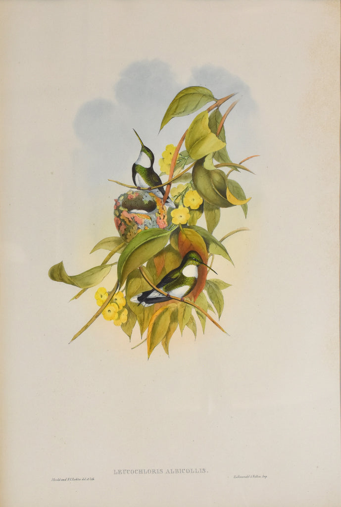 Leucochloris Albicollis: Gould c. 1850