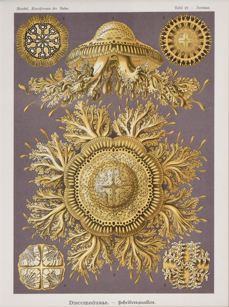 Toreuma: Haeckel 1904