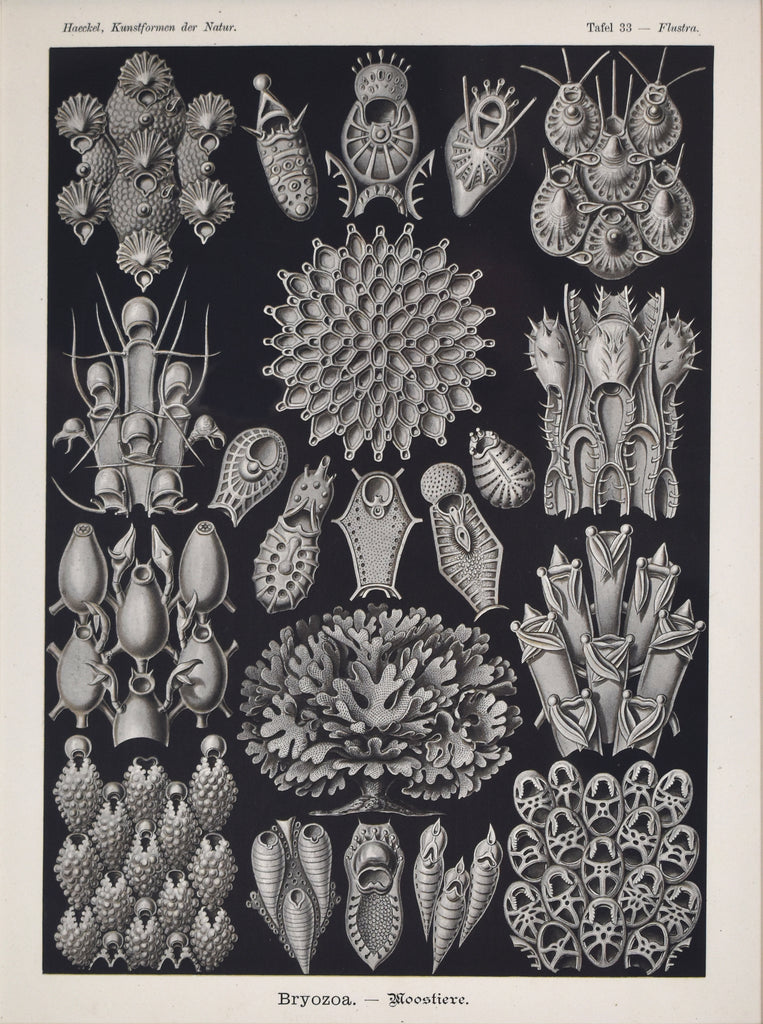 Flustra: Haeckel 1899