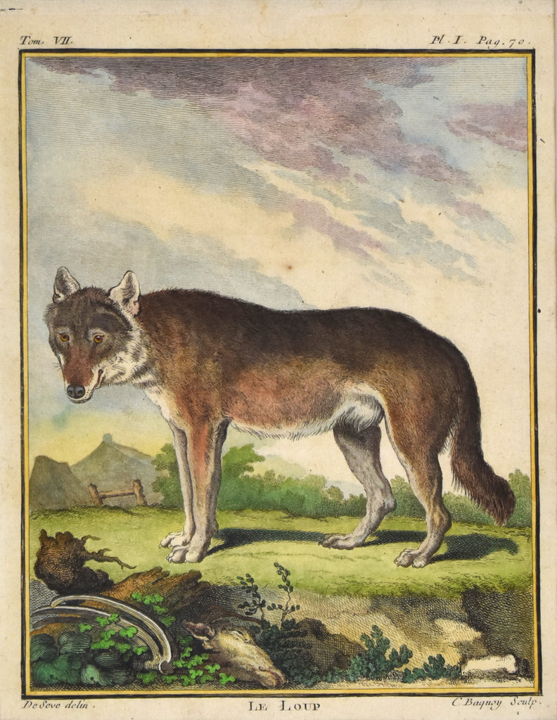 Le Loup: Buffon 1766