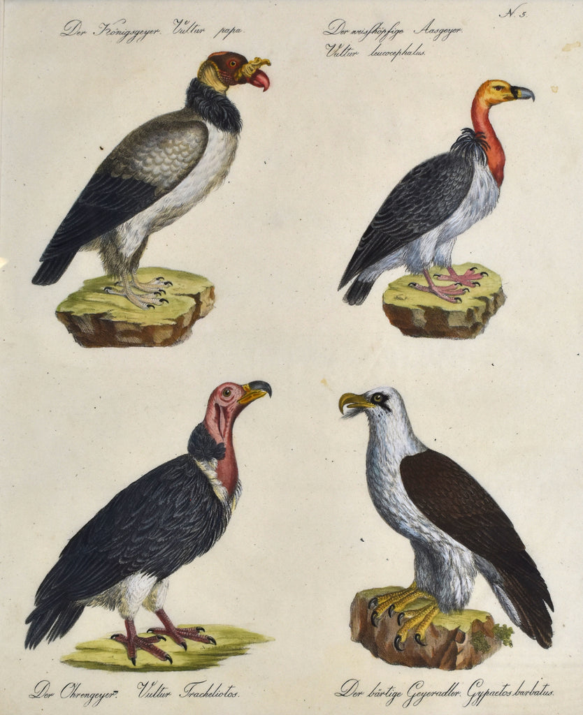 Vultur papa et al: Brodtmann 1814