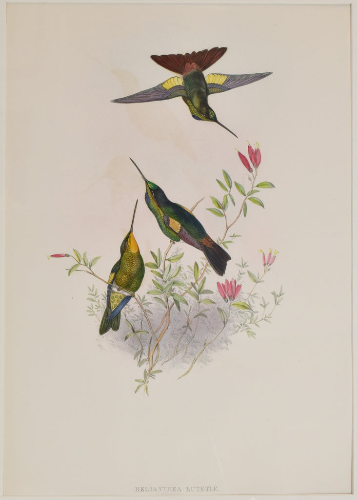 Helianthea Lutetiae: Gould 1865