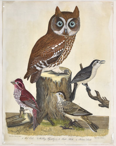 Old print of owl, finch, and lark