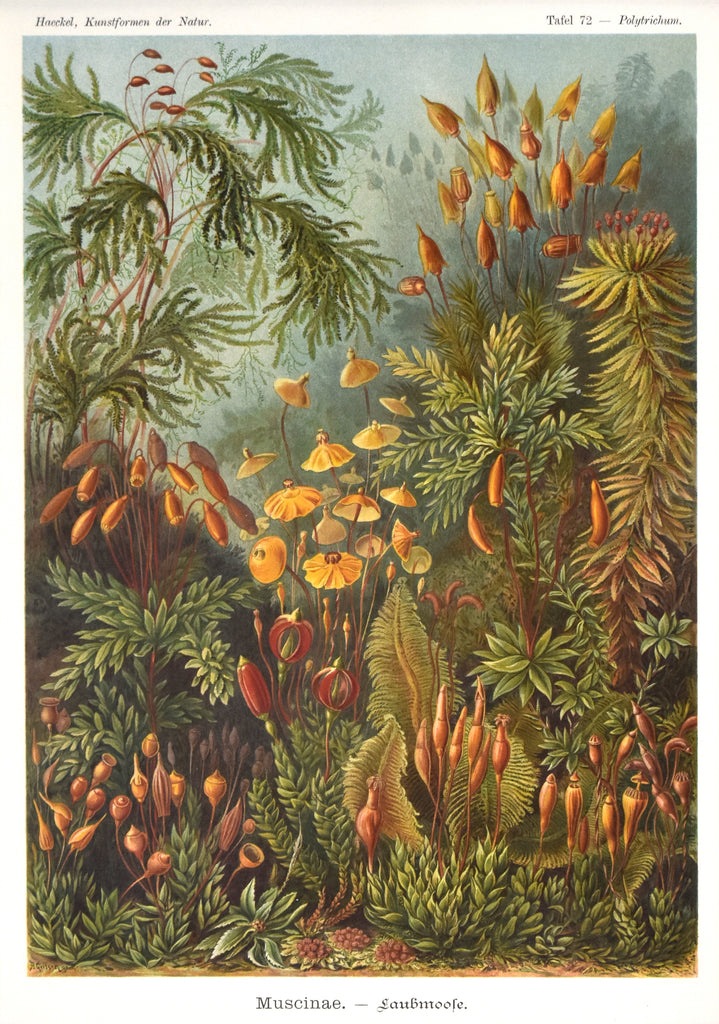 Polytrichum: Haeckel 1904