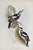 Great Spotted Woodpecker: Gould 1832-37