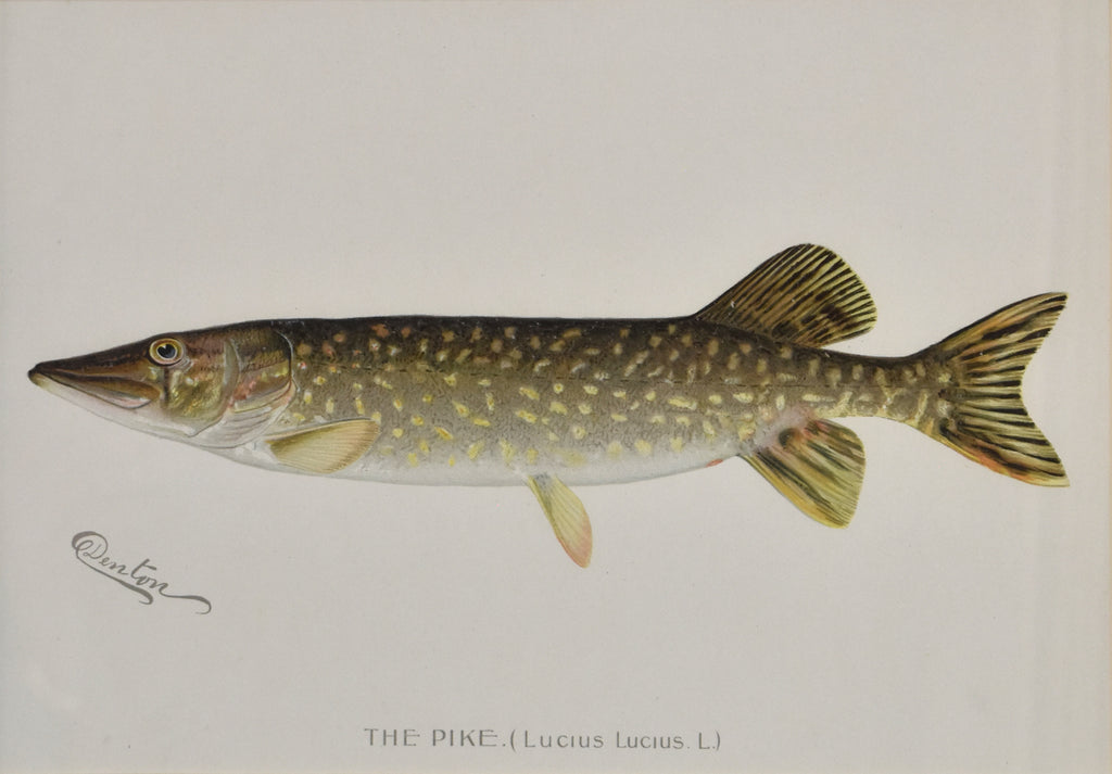 The Pike: Denton 1896