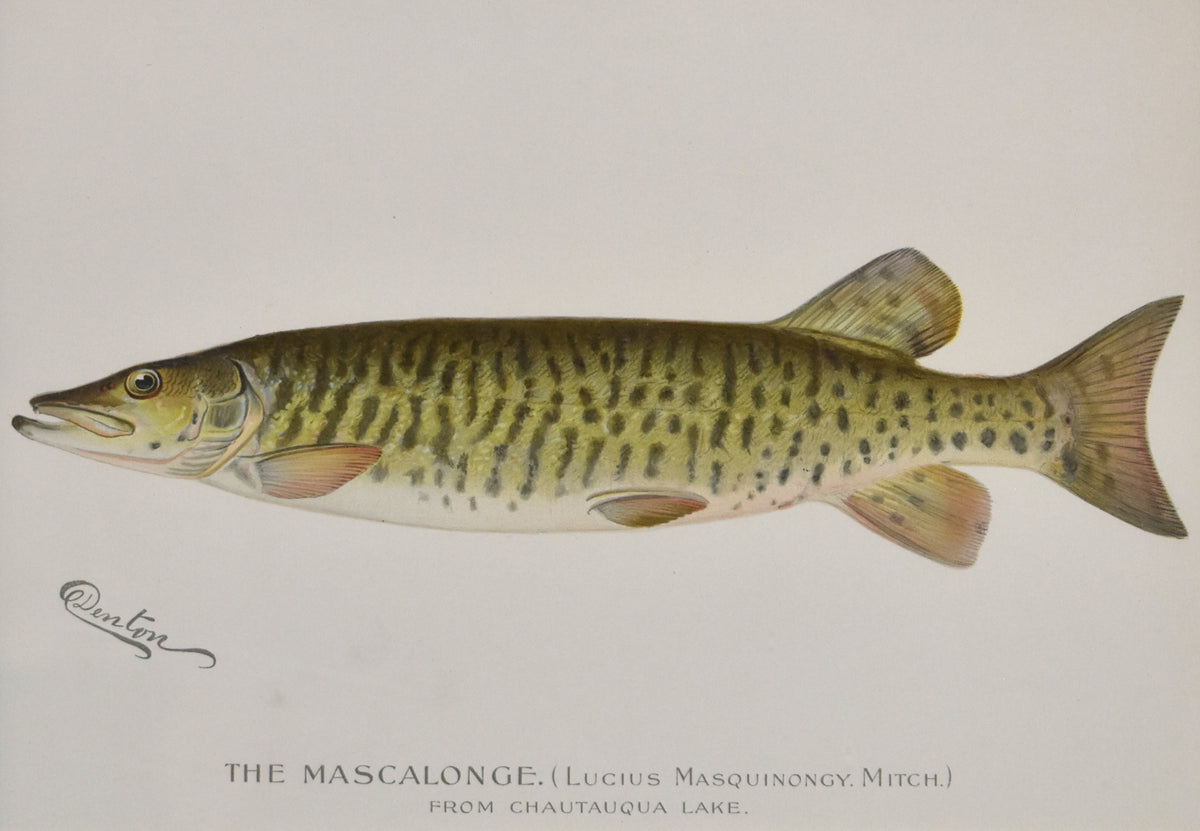 The Mascalonge Denton 1896 The Antiquarium Antique Maps Quality