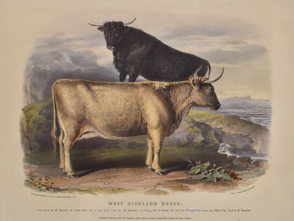 West Highland Breed: Low 1840