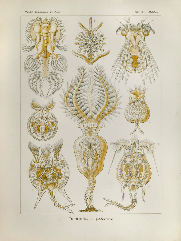 Old print of marine microorganisms