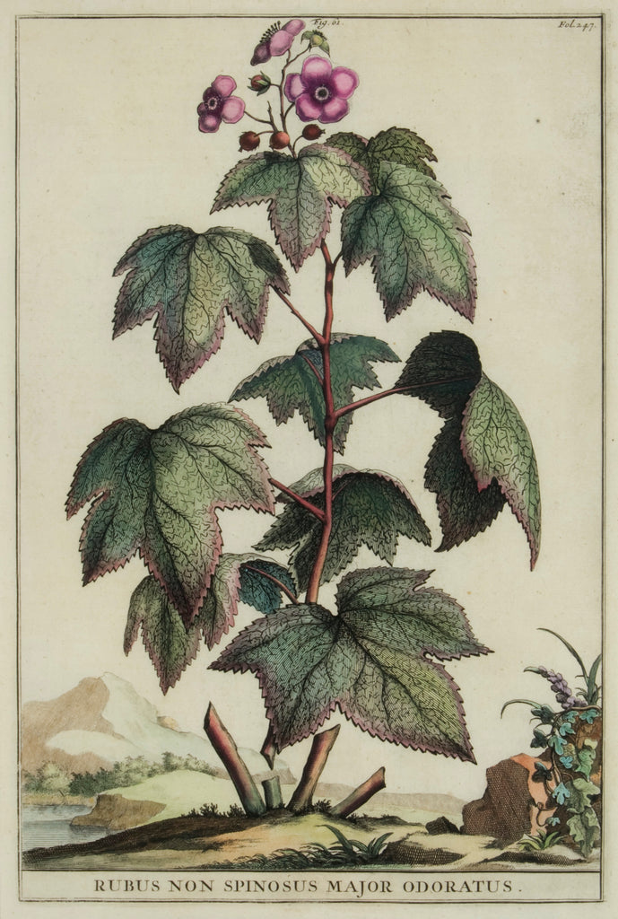Rubus non Spinosus Major Odoratus: Munting 1696