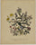 Erythraea Aggregata: Loudon c. 1839
