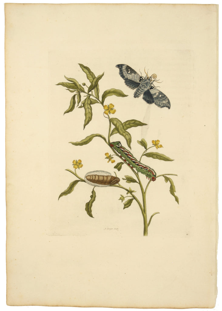 Emperor Moth: Maria Sibylla Merian 1719