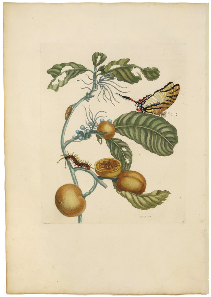 Swallow-Tailed Butterfly and Passion Fruit: Maria Sibylla Merian 1719