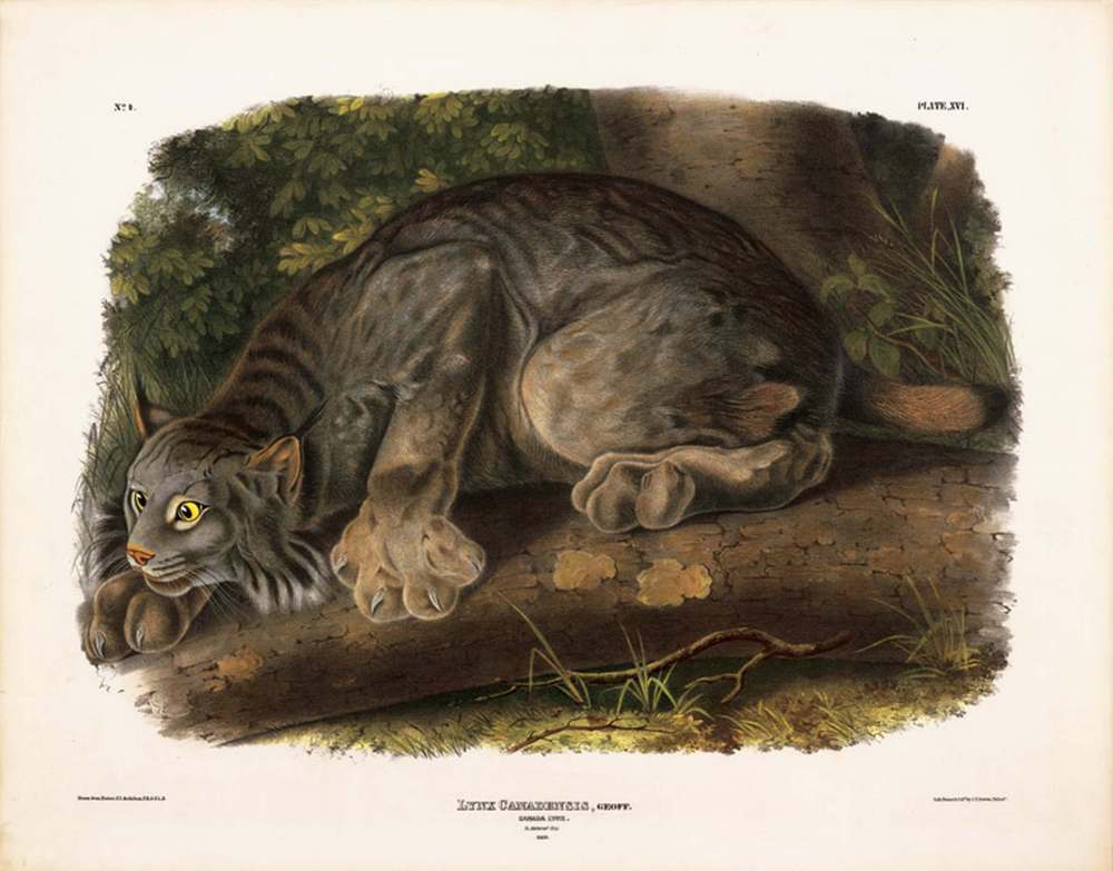 Canada Lynx, Plate XVI: John James Audubon
