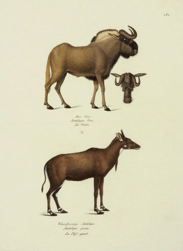 Old print of two antelope