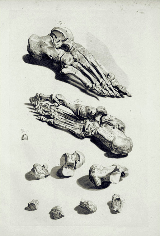 Anatomical Illustration (T. 105): William Cowper 1750