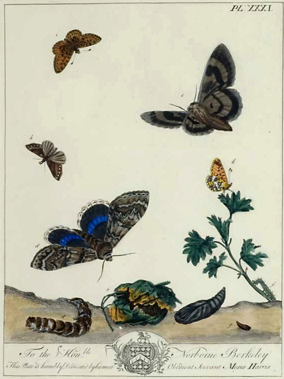Butterflies and Moths, XXXI: Moses Harris 1840