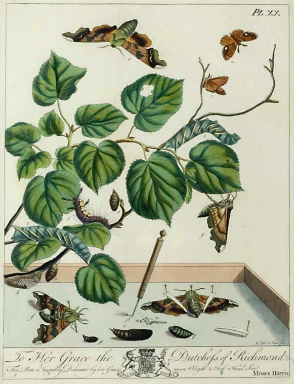 Butterflies and Moths, XX: Moses Harris 1840