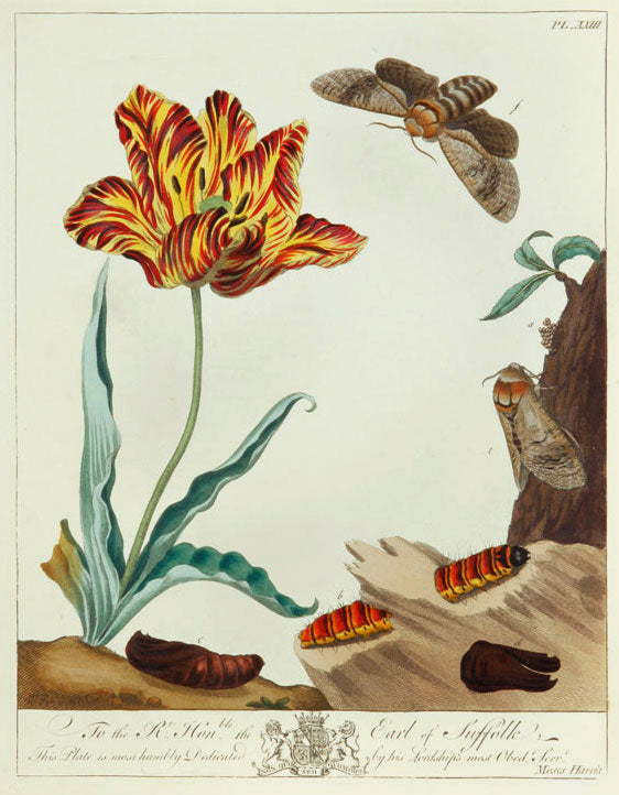 Butterflies and Moths, XXII: Moses Harris 1840