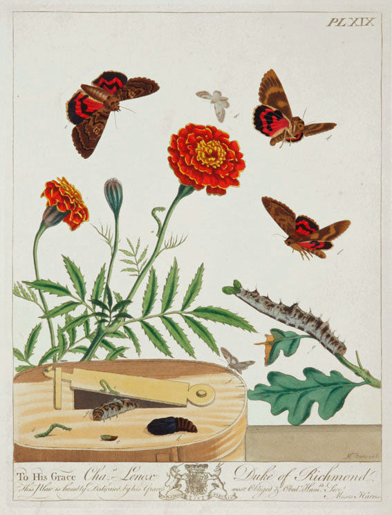 Butterflies and Moths, XIX: Moses Harris 1840