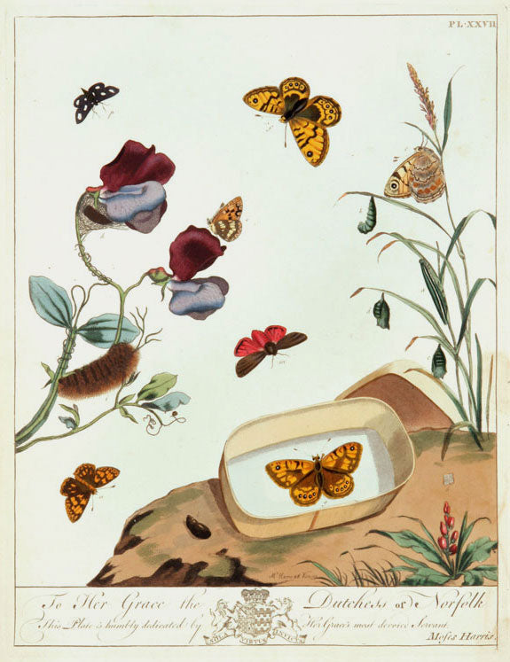 Butterflies and Moths, XXVII: Moses Harris 1840