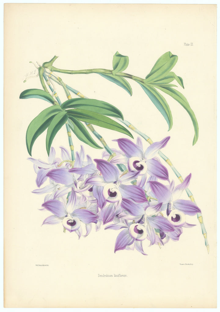 Dendrobium Lituiflorum: Fitch, c.1865