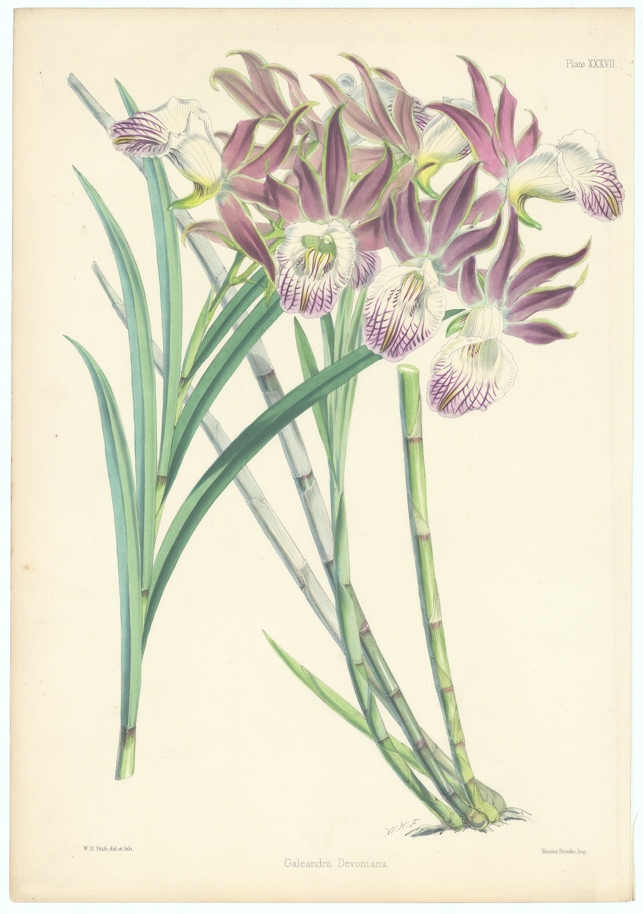 Botanicals – The Antiquarium Antique Maps | Quality Custom Picture