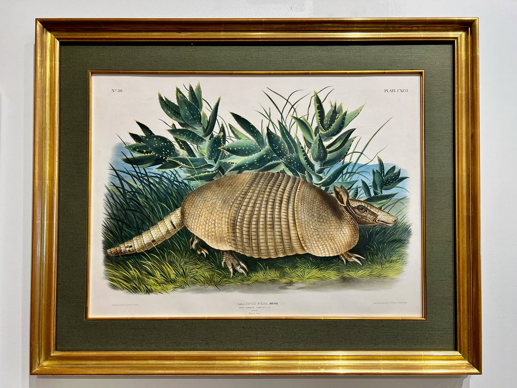 Custom Framed Dasypus Peba or Nine-Banded Armadillo, Plate CXLVI: J. T. Bowen after John James Audubon, 1848