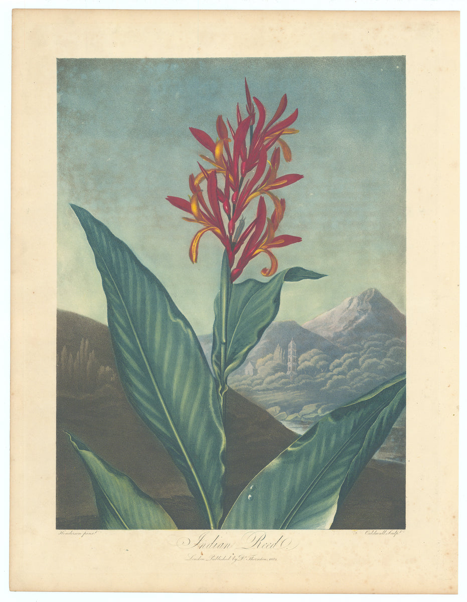 Thornton: Indian Reed, 1804 – The Antiquarium Antique Maps | Quality ...