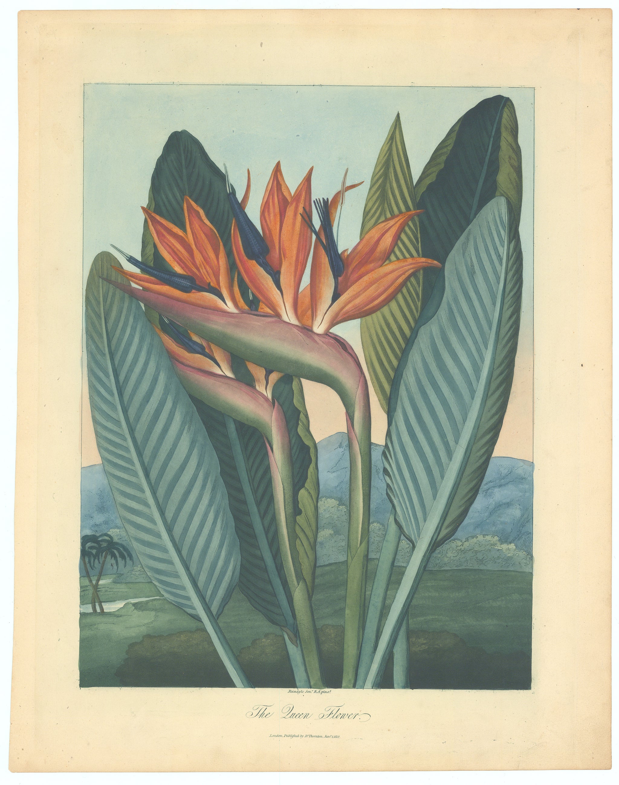 BOTANICAL ART 【import品】 BOTANICAL ART 【import品】 Botanical, Art, Asian, Chinese Export