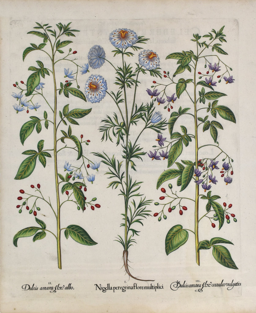 Nigella peregrina, Dulcis amara: Besler 1613-27