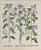 Nigella peregrina, Dulcis amara: Besler 1613-27