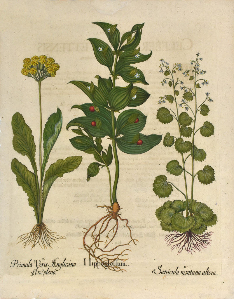 Hippoglossum et al: Besler 1713