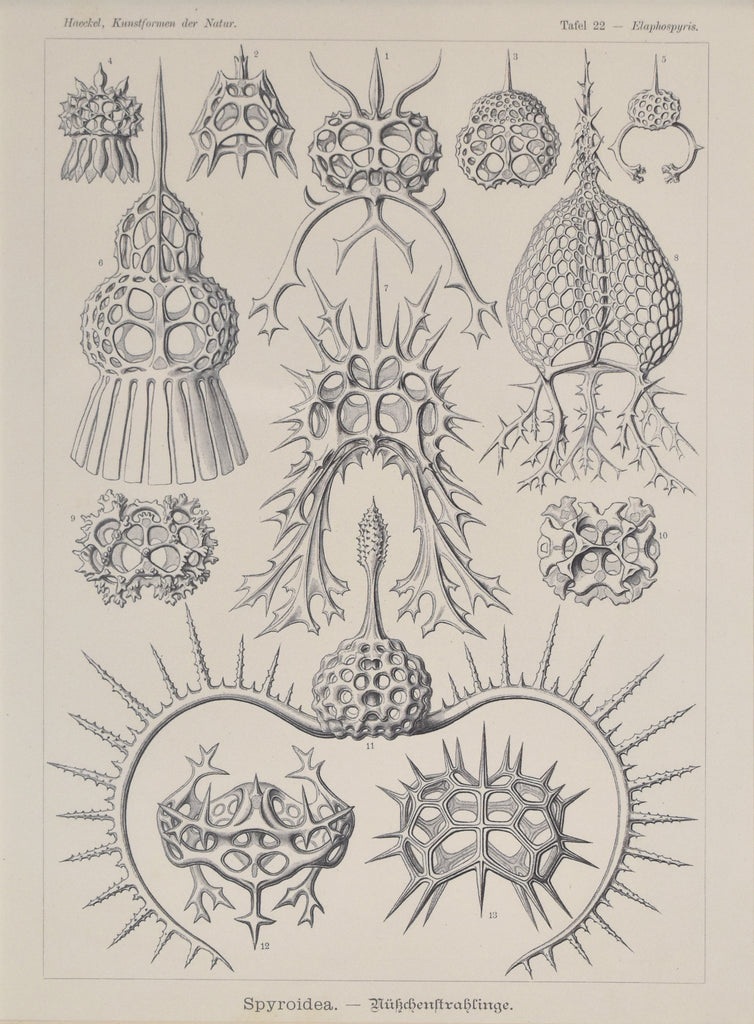 Elaphosypris: Haeckel 1899
