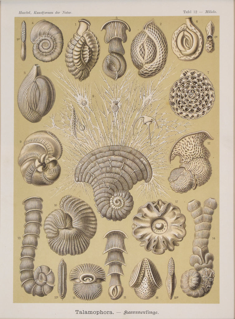 Miliola: Haeckel 1899