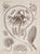 Pennatula: Haeckel 1899