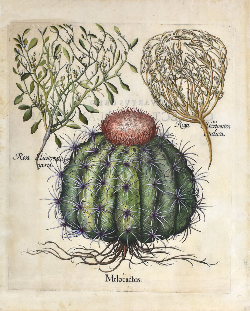 Melocactos, Rosa Hiericontea: Besler 1613