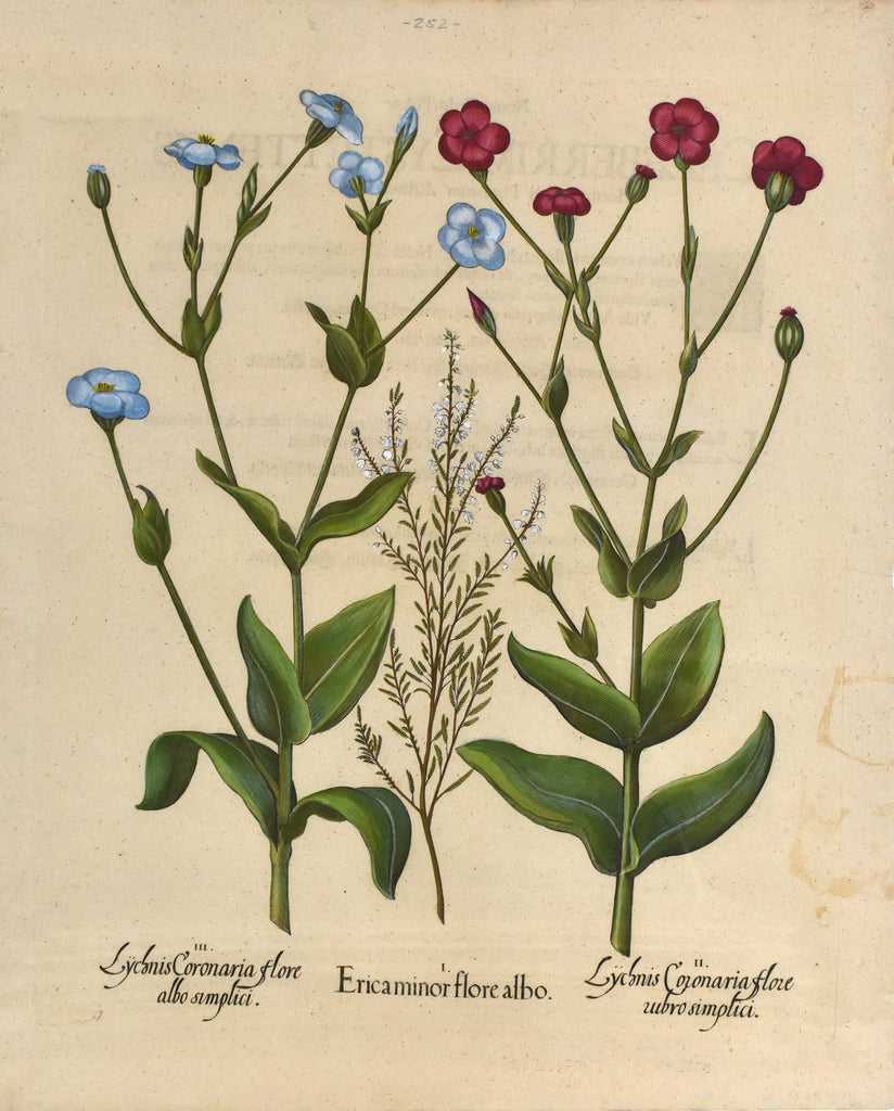 Old print of red and blue flowers