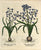 Hyacinthus Orientalis: Besler 1613