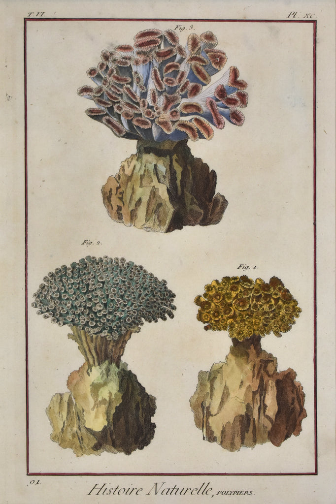 Antique print of coral specimens