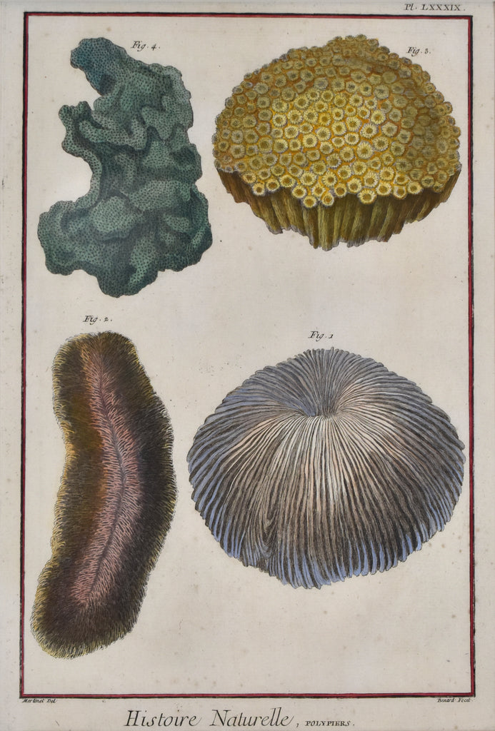 Antique print of coral specimens