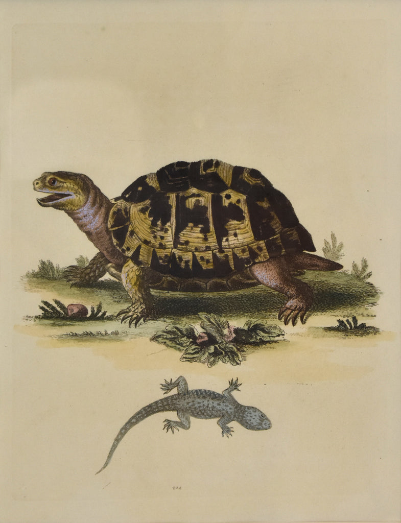 Leopard Tortoise and Wall Gecko: Edwards 1802