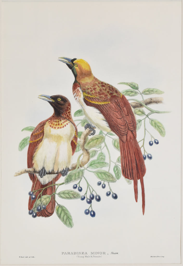 Paradisea Minor: Gould 1891