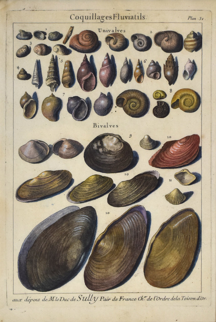 Antique print of sea shells
