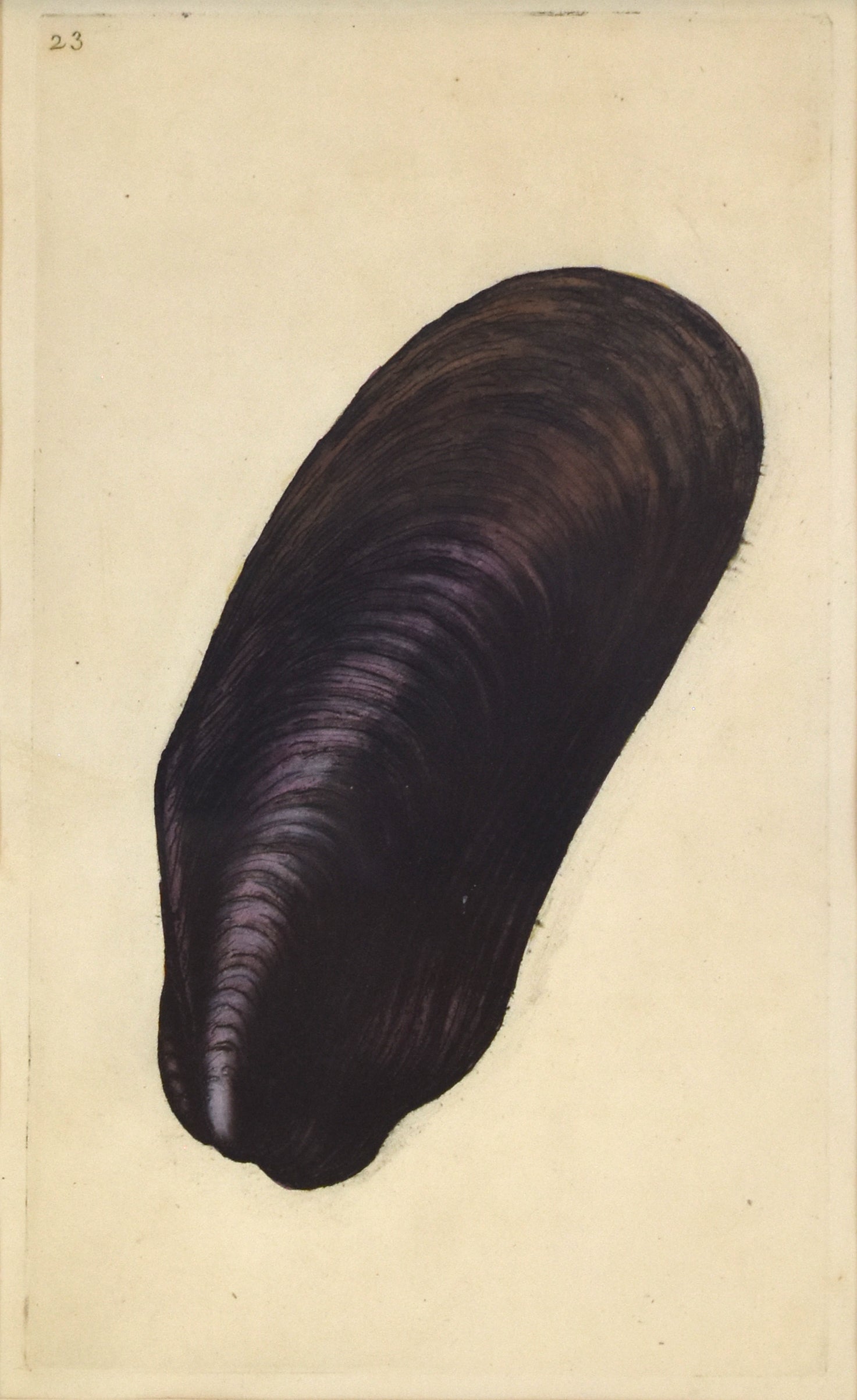 Donovan Shell Mussel Shell: Donovan 1800 – The Antiquarium Antique Maps | Quality ...
