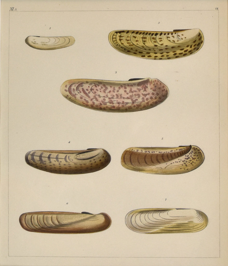 Shells: 19th Century