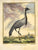 Antique print of a demoiselle crane