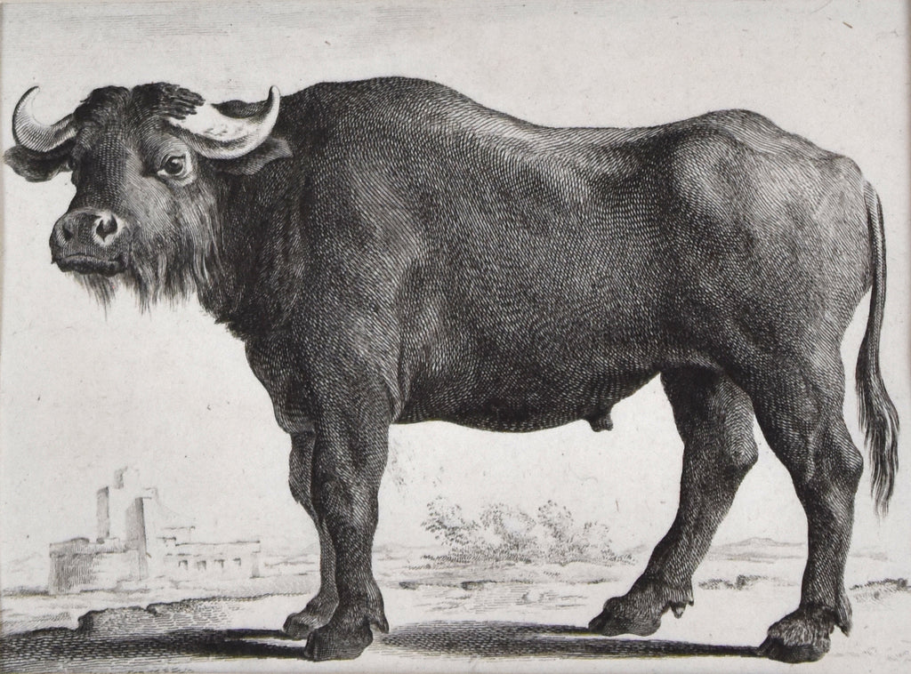 Buffalo: Buffon 1766