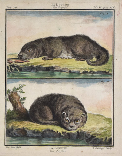 Antique print of an otter